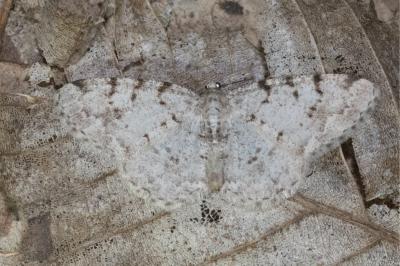 <i>Aethalura punctulata</i>