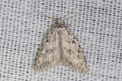 <i>Nola confusalis</i>