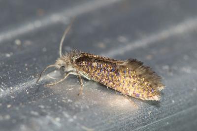 <i>Dyseriocrania subpurpurella</i>