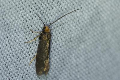 <i>Incurvaria koerneriella</i>