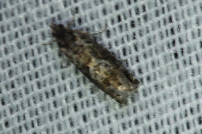 <i>Pammene giganteana</i>