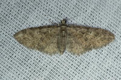 <i>Eupithecia abbreviata</i>
