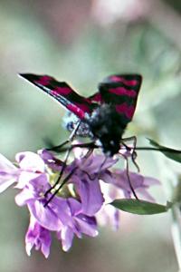 <i>Zygaena loti</i>