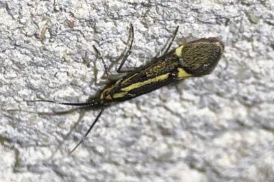 <i>Esperia sulphurella</i>