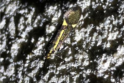 <i>Esperia sulphurella</i>