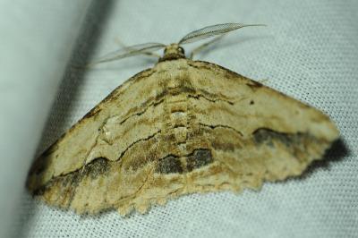 <i>Menophra abruptaria</i>