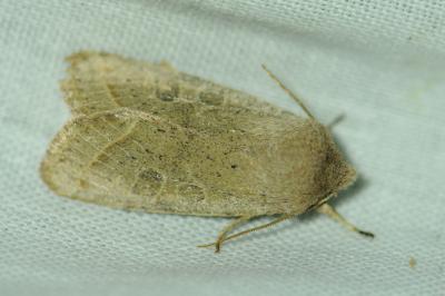 <i>Orthosia gracilis</i>