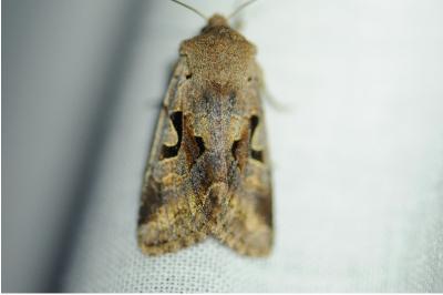 <i>Orthosia gothica</i>
