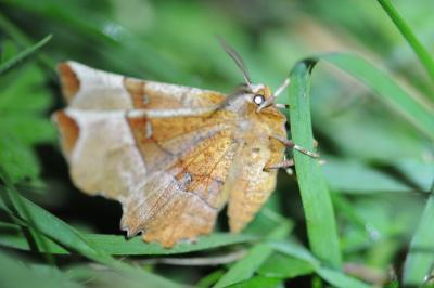 <i>Selenia dentaria</i>