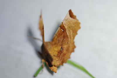<i>Selenia dentaria</i>