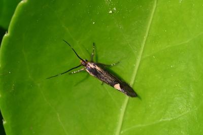 <i>Esperia sulphurella</i>