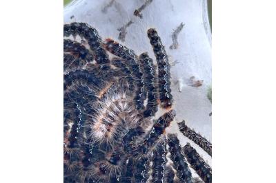 <i>Eriogaster catax</i>