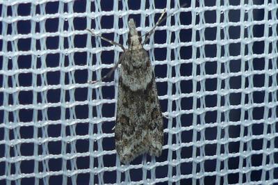<i>Eudonia angustea</i>