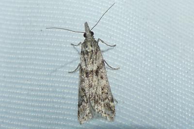 <i>Eudonia angustea</i>