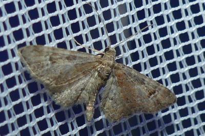 <i>Gymnoscelis rufifasciata</i>