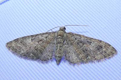 <i>Eupithecia abbreviata</i>