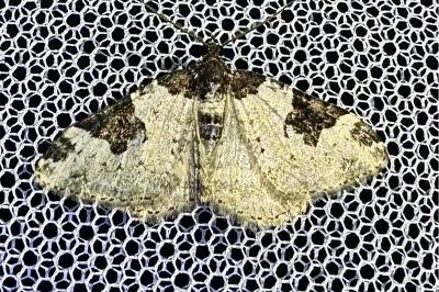 <i>Xanthorhoe fluctuata</i>
