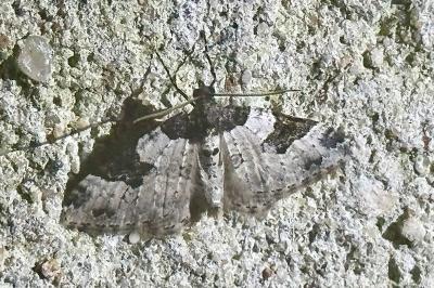 <i>Xanthorhoe fluctuata</i>