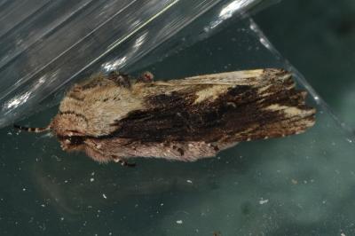 <i>Egira conspicillaris</i>