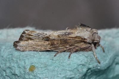 <i>Egira conspicillaris</i>
