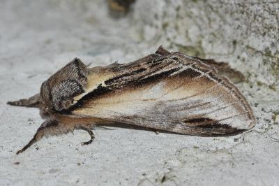 <i>Pheosia tremula</i>