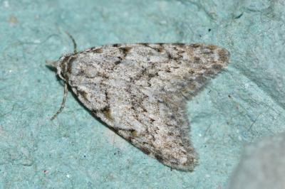 <i>Nola cicatricalis</i>