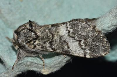 <i>Drymonia ruficornis</i>