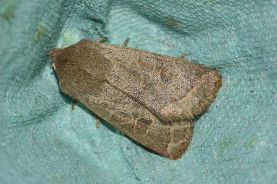 <i>Orthosia cerasi</i>