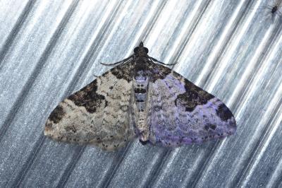 <i>Xanthorhoe fluctuata</i>