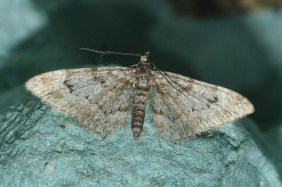<i>Gymnoscelis rufifasciata</i>