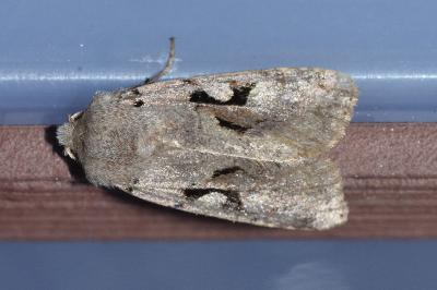 <i>Orthosia gothica</i>