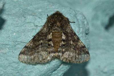 <i>Lycia hirtaria</i>