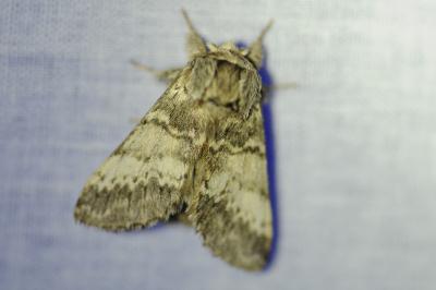 <i>Drymonia ruficornis</i>