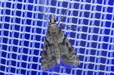 <i>Eudonia angustea</i>