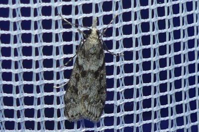 <i>Eudonia angustea</i>