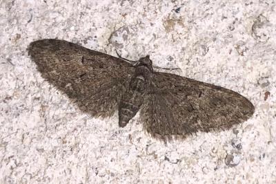 <i>Eupithecia abbreviata</i>
