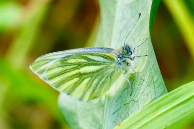 <i>Pieris napi</i>