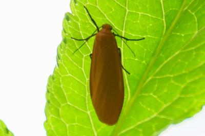 <i>Wittia sororcula</i>