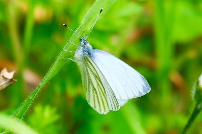 <i>Pieris napi</i>