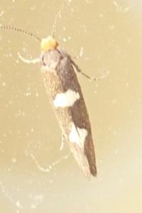 <i>Incurvaria masculella</i>
