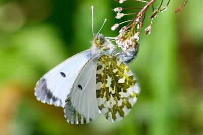 <i>Anthocharis cardamines</i>