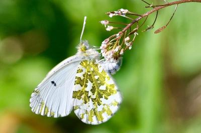 <i>Anthocharis cardamines</i>