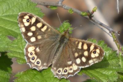 <i>Pararge aegeria</i>