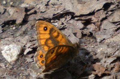<i>Lasiommata megera</i>