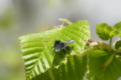 <i>Adela reaumurella</i>
