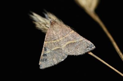 <i>Perigune narbonea</i>