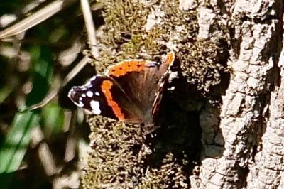 <i>Vanessa atalanta</i>