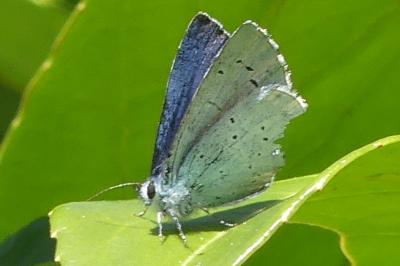 <i>Celastrina argiolus</i>