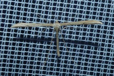 <i>Emmelina argoteles/monodactyla</i>