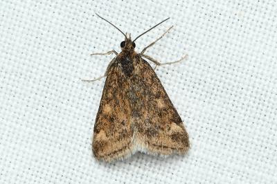 <i>Pyrausta despicata</i>